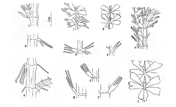 Bladvormen bij S. oblongifolium