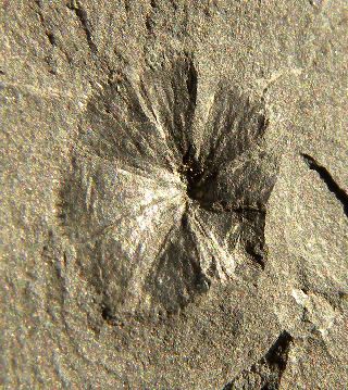 Sphenophyllum cuneifolium