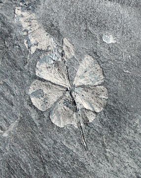 Sphenophyllum emarginatum