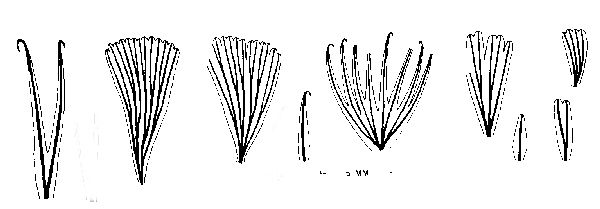 Bladvormen van S. emarginatum