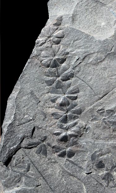 S. emarginatum
