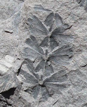 sphenophyllum oblongifolium