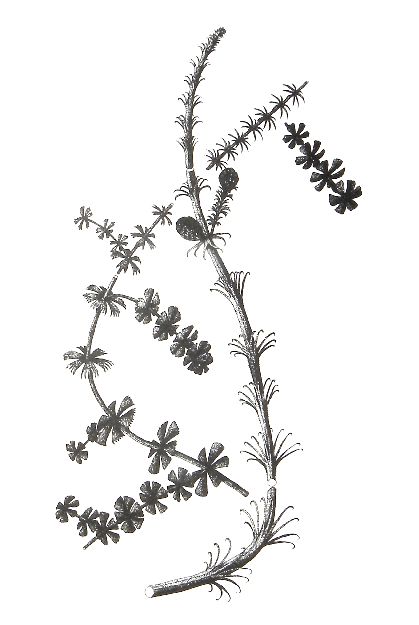 Reconstructie van S. emarginatum