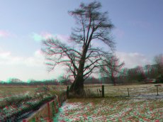 Taxodium 1