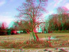 Taxodium