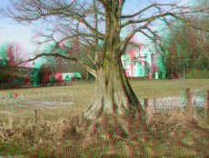 Taxodium 3