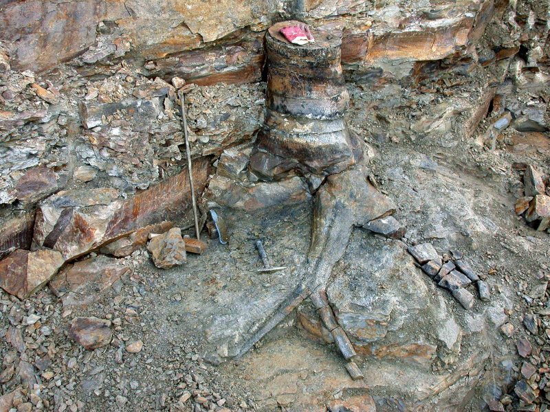 Strigmaria uit Brymbo