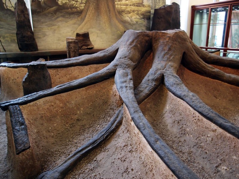 Stigmaria-stelsel in Manchester Museum