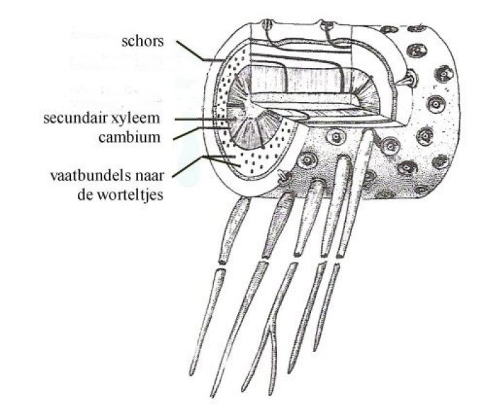 Bouw van Stigmaria