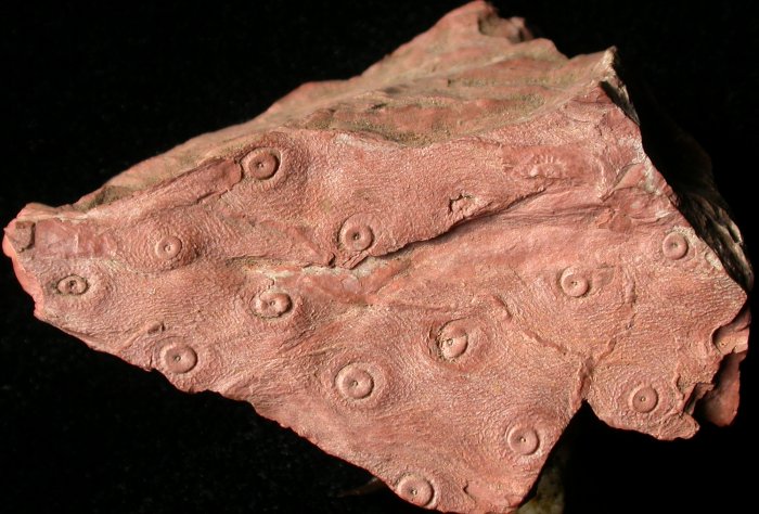 Stigmaria rugulosa