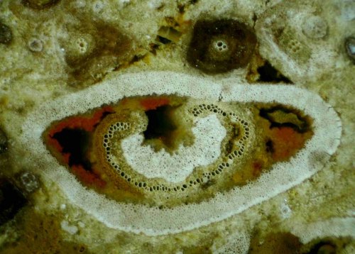 Bladsteel van een varenboom uit Tasmani&euml;