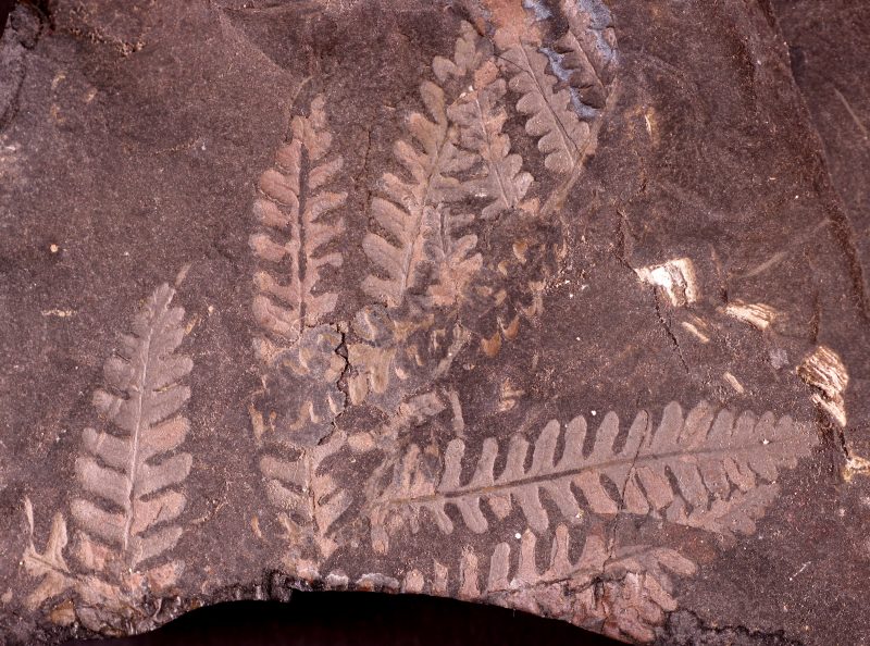 Alethopteris grandini