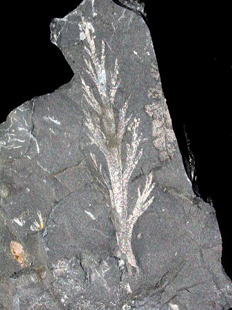 Aphlebia