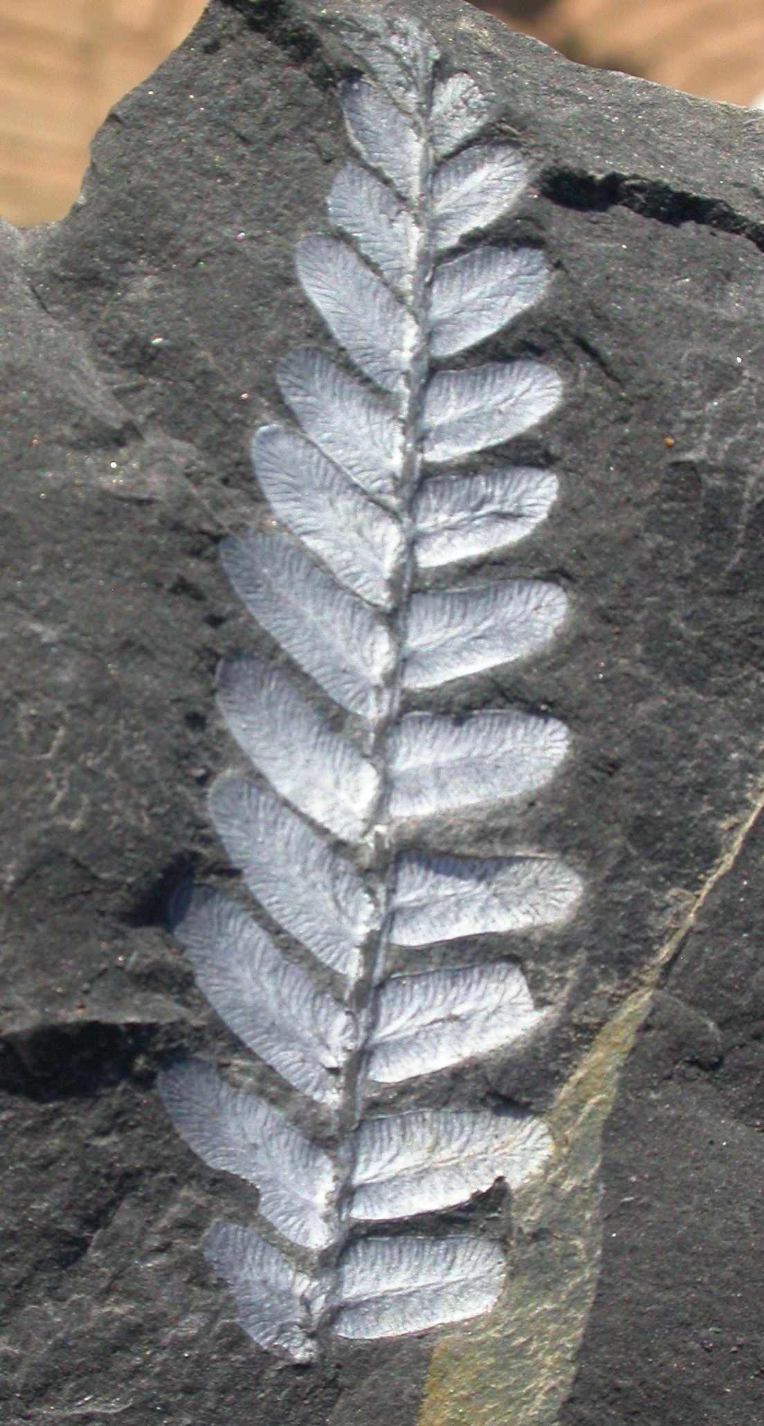 Neuropteris attenuata