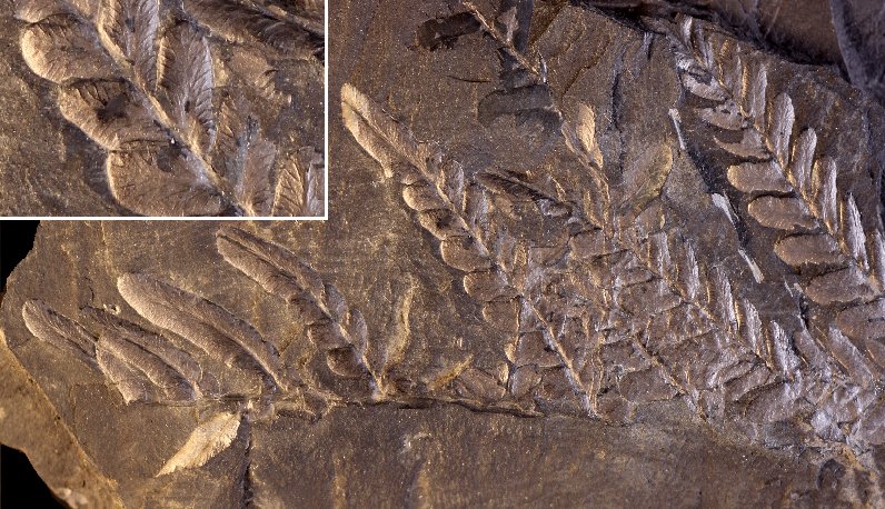 Neuropteris attenuata