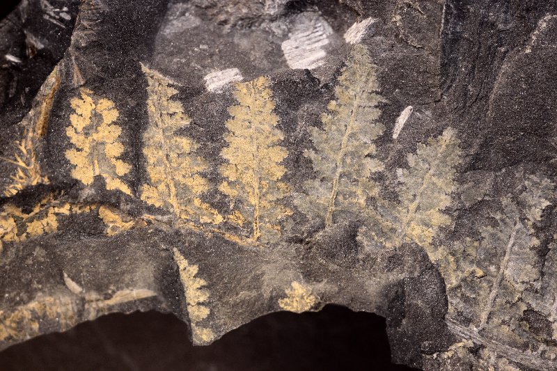 Renaultia (Sphenopteris) charaeformis