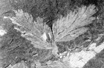Sphenopteris coemansii