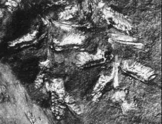 Crossotheca crepinii