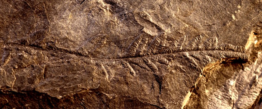 Alethopteris davreuxii