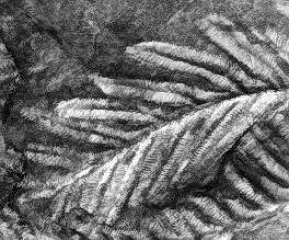 Alethopteris decurrens