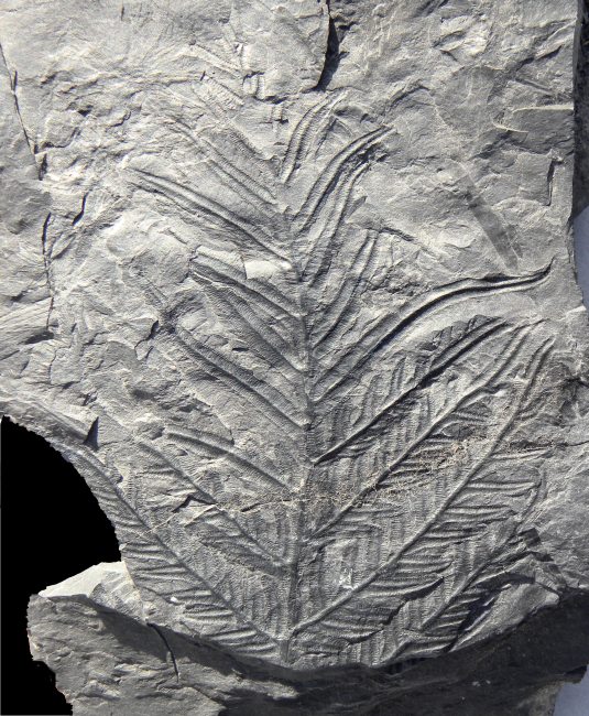 Alethopteris decurrens
