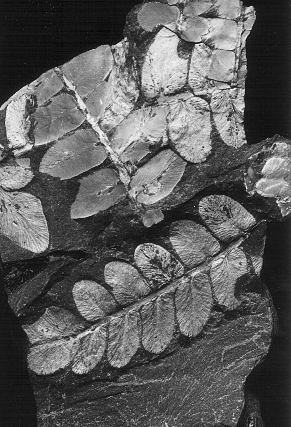 Neuropteris dussartii