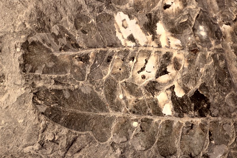 Neuropteris dussartii