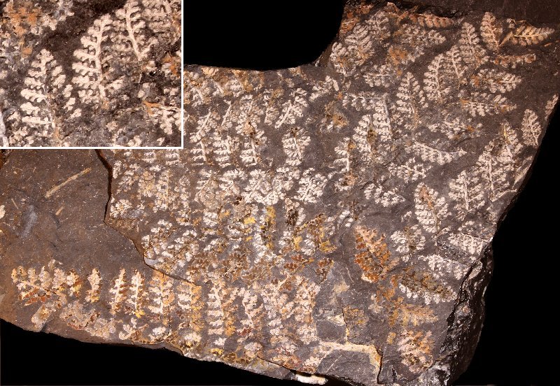 Renaultia (Sphenopteris) gracilis