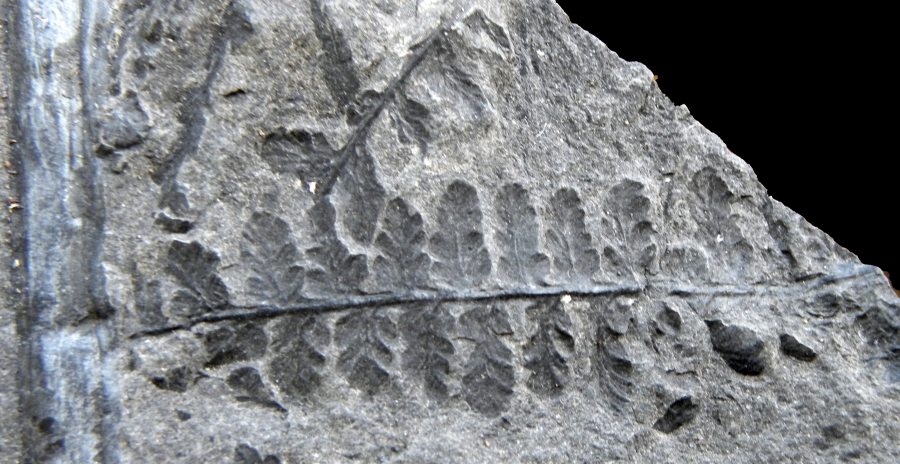Renaultia (Sphenopteris) gracilis