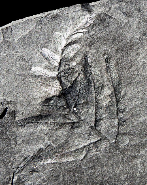 Neuropteris heterophylla