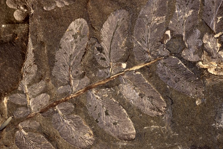 Neuropteris heterophylla