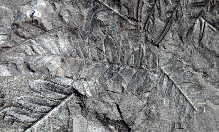 Neuropteris hollandica