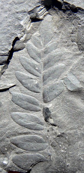 Neuropteris hollandica