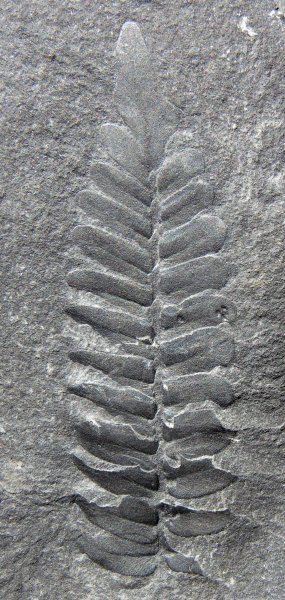 Neuropteris hollandica