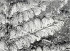 Alloiopteris similis