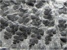 Oligocarpia brongniartii