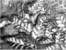 Crossotheca crepinii