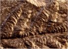 Alethopteris davreuxii