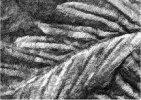 Alethopteris decurrens