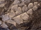 Mariopteris dernoncourtii