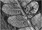 Neuropteris dussartii