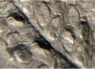 Eusphenopteris hollandica