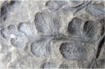 Eusphenopteris neuropteroides