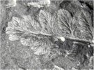 Fortopteris latifolia