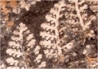 Renaultia gracilis