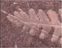Alethopteris grandinii