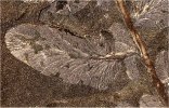 Neuropteris heterophylla