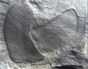 Linopteris neuropteroides