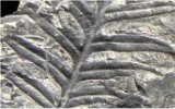 Alethopteris lonchitica