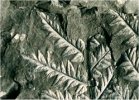 Mariopteris muricata